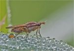 Hornfliege_mit_gelber_Perle-Limnia_unguicornis.jpg
