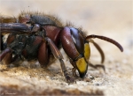Hornisse-Vespa_crabro-Portrait.jpg