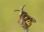 Hornissen-Glasfluegler-Sesia_apiformis-15_06_2019.jpg