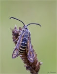 Hornklee_Glasfluegler-Bembecia_ichneumoniformis-01_08_2015.jpg