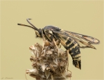 Hornklee_Glasfluegler-Bembecia_ichneumoniformis-03__Juli_2017.jpg