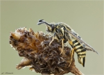 Hornklee_Glasfluegler-Bembecia_ichneumoniformis-07_08_2016.jpg