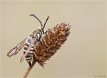 Hornklee_Glasfluegler-Bembecia_ichneumoniformis-26_07_2015.jpg