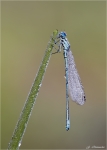 Hufeisen-Azurjungfer-Coenagrion_puella.jpg