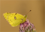 Hufeisenklee-Gelbling-Colias_alfacariensis-07_09_2017.jpg