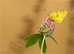 Hufeisenklee-Gelbling-Colias_alfacariensis-07_September_2017.jpg