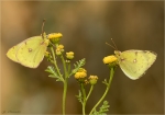 Hufeisenklee-Gelbling-Colias_alfacariensis-12_09_2017.jpg