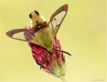 Hummelschwaermer-Hemaris_fuciformis-10_05_2017.jpg