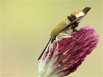 Hummelschwaermer-Hemaris_fuciformis-10_Mai_2017.jpg