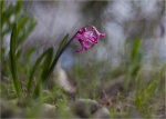 Hyazinthe-Hyacinthus-Zuchtform.jpg