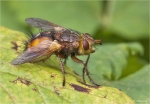 Igelfliege-Echinomyia_fera-2013.jpg