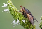 Igelfliege-Echinomyia_fera.jpg
