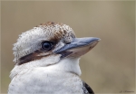 Jaegerliest-laughing_kookaburra-Portrait.jpg