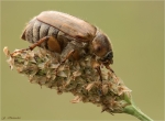 Junikaefer-Rhizotrogus_marginipes.jpg