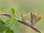 Kaisermantel-Argynnis_paphia-07_Juli_2018.jpg