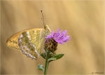 Kaisermantel-Argynnis_paphia-Juli_2018.jpg