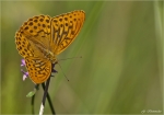 Kaisermantel-Argynnis_paphia.jpg