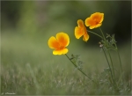 Kalifornischer_Mohn-Eschscholzia_californica.jpg