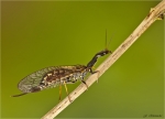 Kamelhalsfliege-Raphidioptera.jpg