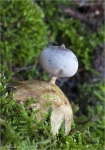 Kamm_Erdstern-Geastrum_pectinatum.jpg
