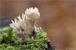 Kammfoermige_Koralle-Clavulina_coralloides.jpg