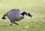Kanadagans-canada_goose-22_03_2015.jpg