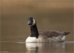 Kanadagans-canada_goose-Maerz_2015.jpg