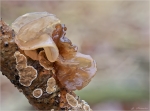 Kandisbrauner_Druesling-Exidia_saccharina.jpg
