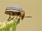 Kartoffelkaefer-Leptinotarsa_decemlineata.jpg