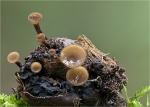 Kastanienschalen_Stromabecherling-Rutstroemia_echinophila-Sept__2014.jpg