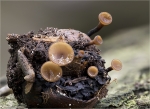 Kastanienschalen_Stromabecherling-Rutstroemia_echinophila.jpg