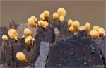 Kelch_Scheinhaarstaeubling-Hemitrichia_caliculata.jpg