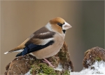 Kernbeiser_im_Schnee-hawfinch.jpg