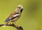 Kernbeisser-01_06_2016-hawfinch.jpg