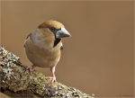 Kernbeisser-18_Februar_2017-hawfinch.jpg