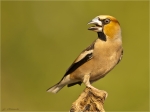 Kernbeisser-22_06_2017-hawfinch.jpg