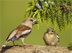 Kernbeisser-Buchfinkweibchen-05_06_2016.jpg