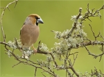 Kernbeisser-Coccothraustes_coccothraustes-02_05_2018.jpg