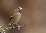 Kernbeisser-Coccothraustes_coccothraustes-06_Februar_2018.jpg