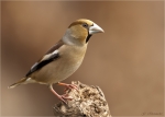 Kernbeisser-Coccothraustes_coccothraustes-08_02_2018.jpg