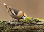 Kernbeisser-Coccothraustes_coccothraustes-11_03_2018.jpg