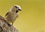 Kernbeisser-Coccothraustes_coccothraustes-11_06_2016.jpg