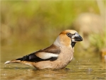 Kernbeisser-Coccothraustes_coccothraustes-14_06_2017.jpg