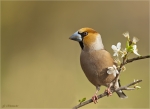 Kernbeisser-Coccothraustes_coccothraustes-18_03_2020.jpg