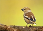 Kernbeisser-Coccothraustes_coccothraustes-25_05_2017-Weibchen.jpg