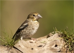 Kernbeisser-Coccothraustes_coccothraustes-Jungvogel_2020.jpg