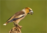 Kernbeisser-Coccothraustes_coccothraustes-Juni_2017.jpg