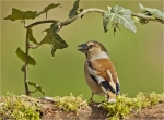 Kernbeisser-Coccothraustes_coccothraustes-im_Efeu.jpg