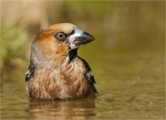 Kernbeisser-Coccothraustes_coccothraustes-im_Wasser-14_06_2017.jpg