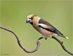 Kernbeisser-Coccothraustes_coccothraustes-maennlich-03_06_2017.jpg